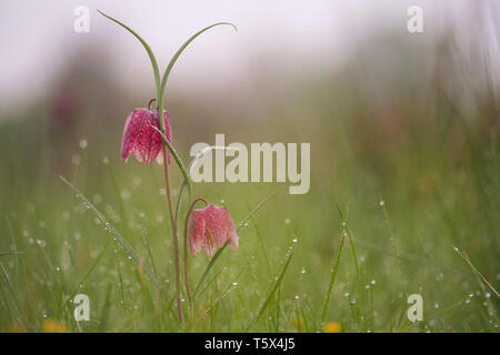 Schlangen Kopf fritillary, Mitte April in einem oxfordshire Flut Wiese Stockfoto