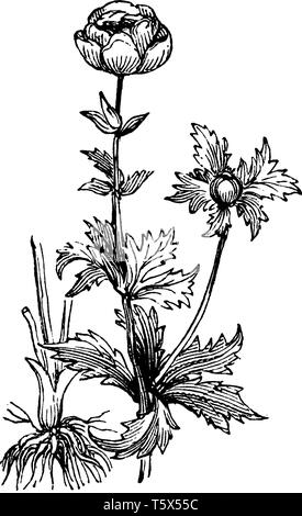 Dieses Bild ist aus einer Pflanze namens Globus Blume, diese Pflanzen befinden sich in den Bergen von Mitteleuropa und die Blüten sind gelb, vintage Line Stock Vektor