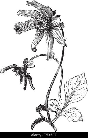Ein Bild zeigt einzelne Cactus Dahlien, allgemein bekannt als Dahlia juarezii. Es verfügt über einzelne Zeile der Blütenblätter, mit langen Spitzen Spitzen Blütenblätter, vintag Stock Vektor