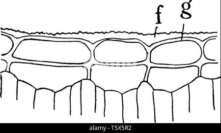 Ein Bild von P. Japonica Epidermis zeigt Querschnitt durch die obere Hälfte des Blattes von Pyrus Japonica, Anzeigen cutinized Schicht der äußeren Mauer bei f Stock Vektor