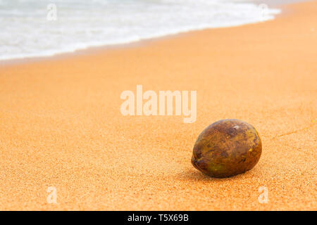 Kokosnuss am Strand Küste in Unawatuna, Sri Lanka Stockfoto