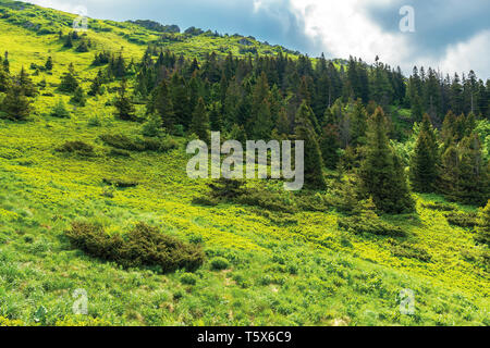 Wald auf einem Hügel im Sommer Bergwelt. schöne Landschaft an einem sonnigen Tag mit bewölktem Himmel. Wunderbare Natur Hintergrund. Karpaten conce erkunden Stockfoto