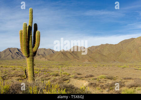 Cardon Kaktus (Trichocereus pasacana) in den Anden Berge Landschaft Stockfoto