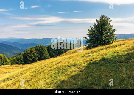 Karpaten subalpine Wiesen im August. schöne Berglandschaft. urzeitliche Buche Wald am Rande eines Hügels. sonniges Wetter mit Wolkenbildung Stockfoto