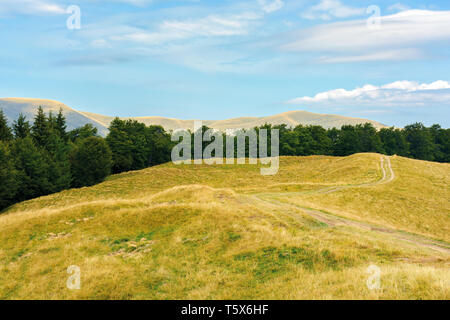 Karpaten subalpine Wiesen im August. schöne Berglandschaft. Straße Wicklung in der Ferne. urzeitliche Buche Wald am Rande eines Hügels. s Stockfoto