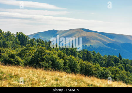 Karpaten subalpine Wiesen im August. schöne Berglandschaft. urzeitliche Buche Wald am Rande eines Hügels. sonniges Wetter mit Wolkenbildung Stockfoto