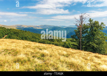 Karpaten subalpine Wiesen im August. schöne Berglandschaft. urzeitliche Buche Wald am Rande eines Hügels. sonniges Wetter mit Wolkenbildung Stockfoto