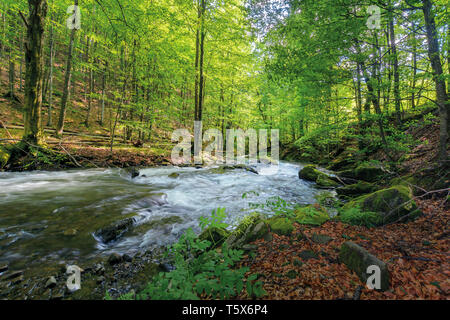 Wild Rapid River in der alten Buchenwälder. Steine in Moos bedeckt. Low Angle Sicht. Leistungsstarke Wasser fließen. schöne Natur Hintergrund. refreshin Stockfoto