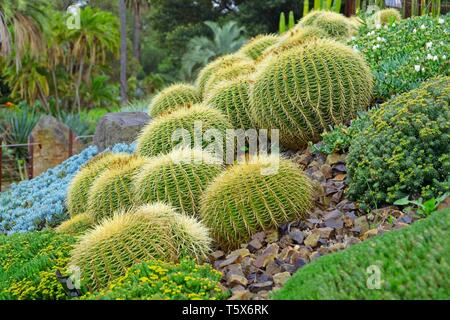 Golden barrel Kaktus in Melbourne Royal Botanic Gardens trockenen Garten Stockfoto