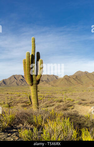 Cardon Kaktus (Trichocereus pasacana) in den Anden Berge Landschaft Stockfoto