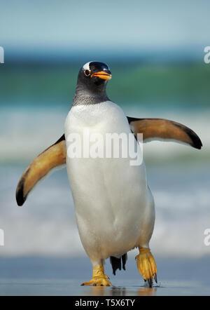 Nahaufnahme einer Gentoo Pinguin Pygoscelis papua an Land kommen aus dem Ozean. Stockfoto