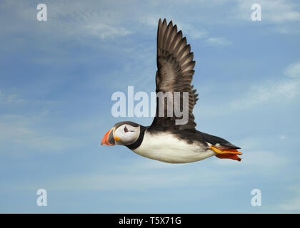 Nahaufnahme der Papageitaucher im Flug Shetland Islands, UK. Stockfoto