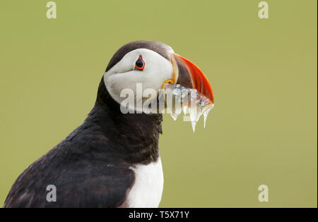 Porträt der Papageitaucher mit dem Schnabel voller Sand - Aale, Shetland Inseln, Großbritannien. Stockfoto