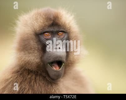 Nahaufnahme eines überrascht weiblichen Gelada Affen, Simien Berge, Äthiopien. Stockfoto