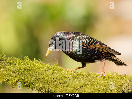 In der Nähe einer gemeinsamen Star (Sturnus vulgaris) thront auf einem Bemoosten anmelden, UK. Stockfoto