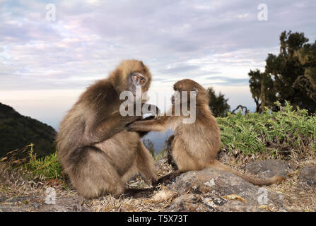 Nahaufnahme der Mutter Gelada Affen pflegen Ihr Baby, Simien Berge, Äthiopien. Stockfoto