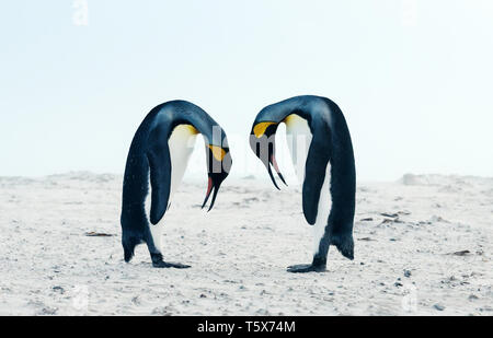 In der Nähe von King penguin Balz Verhalten während der Paarungszeit, Falkland Inseln. Stockfoto
