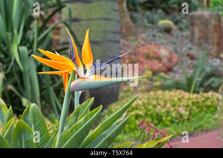 Bird Of Paradise (strelitzia) Blüte Stockfoto
