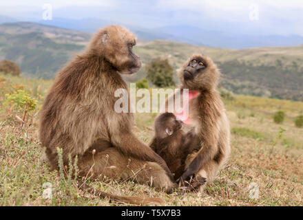 Nahaufnahme von gelada Affen Familie, männlich, weiblich und ein säugling Baby, Simien Berge, Äthiopien. Stockfoto