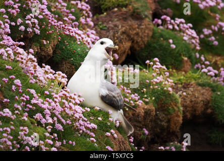 Nahaufnahme von einem aufrufenden Nördlichen Eissturmvogel (Fulmarus glacialis) in einem Feld von Sparsamkeit Blumen, Shetland Inseln, Großbritannien. Stockfoto