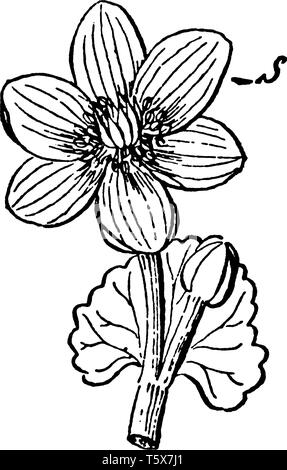 Caltha palustris Sumpfdotterblume auch genannt, ist eine mehrjährige Pflanze vor allem in den nördlichen Staaten und Kanada. Dieses Bild zeigt ein kelchblatt dieser Flo Stock Vektor