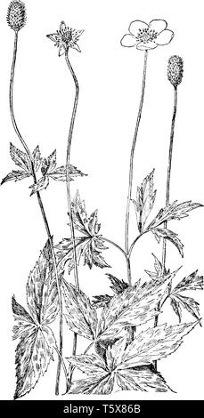 Anemone virginiana ist krautartige Pflanze; die Blüten sind weiß oder grünlich-weisse, vintage Strichzeichnung oder Gravur Abbildung. Stock Vektor