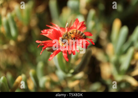 Kleine Biene Nektar sammeln auf dem hellen roten Karkalla sukkulenten Pflanzen Blume Stockfoto