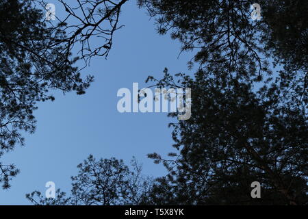 Ein wolkenloser Himmel, obwohl ein Wald Decke in ein dunkler Abend Kiefer. Stockfoto