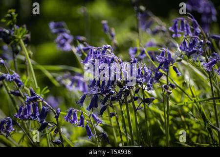 Sonnenlicht schlagen Bluebell Blumen Stockfoto