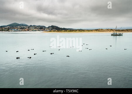 Bucht von Wasser, Boote, und Silhouetten von schlafenden Seeotter Stockfoto