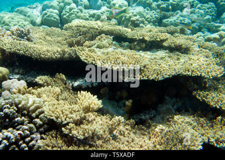 Unterwasserwelt des Roten Meeres in Ägypten. Salzwasser Fische und Korallenriffe. Schönheit Coral Stockfoto