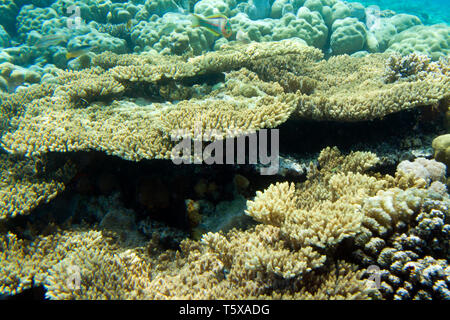 Unterwasserwelt des Roten Meeres in Ägypten. Salzwasser Fische und Korallenriffe. Schönheit Coral Stockfoto