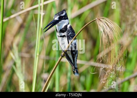 Pied Kingfisher im Okavango Delta Stockfoto