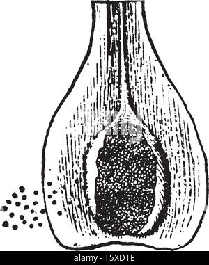 Bild Basis eines Blattes und Isoetes sporocarp der Anlage. Es ist eine Pflanzenart aus der Gattung der Koextensiv mit der Familie Isoetaceae, vintage Line drawi Stock Vektor