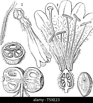Ein Bild mit verschiedenen Teilen und Abschnitt der Twinflower auch als Linnaea borealis bekannt, vintage Strichzeichnung oder Gravur Abbildung. Stock Vektor
