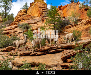 Bergziegen Fütterung auf Vegetation im Zion National Park Stockfoto