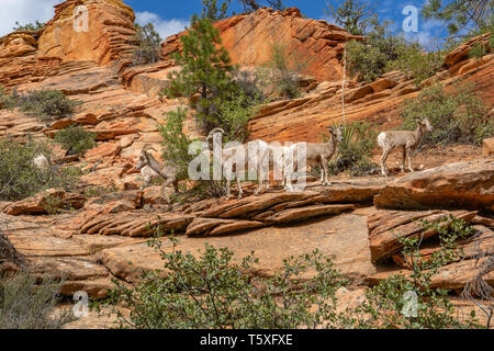 Bergziegen Fütterung auf Vegetation im Zion National Park Stockfoto