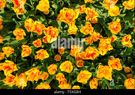 Gelb-rote Tulpen von oben geschossen, Keukenhof in Lisse, Niederlande Stockfoto