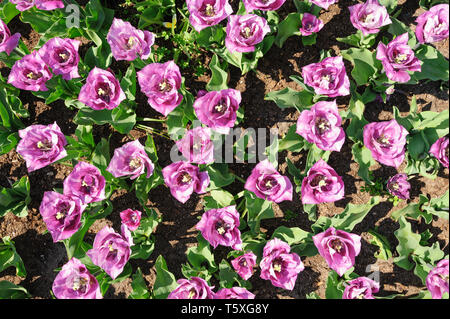 Rose-violett Tulpen schossen von oben, Keukenhof in Lisse, Niederlande Stockfoto