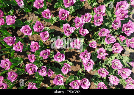 Rose-violett Tulpen schossen von oben, Keukenhof in Lisse, Niederlande Stockfoto