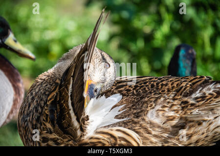 Weibliche Stockente (Anas platyrhynchos) ihre Flügel putzend durch den Fluss Severn, Obere Arley, Worcestershire, Großbritannien. Stockfoto