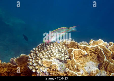 Thalassoma klunzingeri, Klunzinger der lippfisch. Unterwasserwelt des Roten Meeres in Ägypten. Salzwasser Fische und Korallen Riff Stockfoto