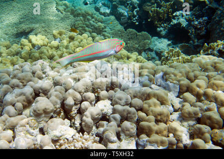 Thalassoma Klunzingeri, Klunzinger der lippfisch. Unterwasserwelt des Roten Meeres in Ägypten. Salzwasser Fische und Korallen Riff Stockfoto