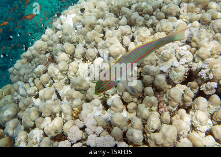 Thalassoma klunzingeri, Klunzinger der lippfisch. Unterwasserwelt des Roten Meeres in Ägypten. Salzwasser Fische und Korallen Riff Stockfoto