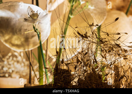 Florale Skulptur für Ostern, die die katholischen Traditionen der Stationen des Kreuzes am Karfreitag durchgeführt, jährliche Anzeige in Th Stockfoto