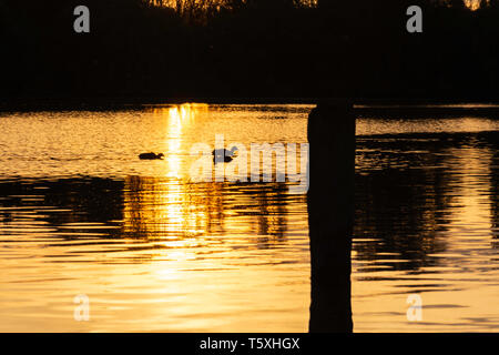 Sonnenuntergang über dem See mit Vögel schwimmen auf der Wasseroberfläche und Silhouette Bäume im Hintergrund. Schöne und ruhige golden hour Landschaft. idyllische Landschaft. Stockfoto
