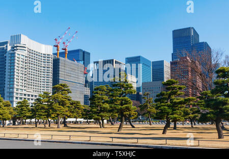 Pinien Der kokyo Gaien National Garden Plaza mit hohen Bürogebäuden der Marunouchi business, Bezirk im Hintergrund. Tokio, Japan. Stockfoto