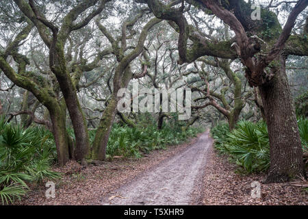 Cumberland Island Maritime Wald, Cumberland Island, Georgia Stockfoto