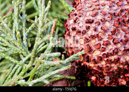 Nahaufnahme von Juniper Hawthorn Rost auf Zeder. Stockfoto