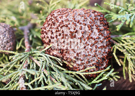 Nahaufnahme von Juniper Hawthorn Rost auf Zeder. Stockfoto